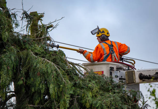 How Our Tree Care Process Works  in  Fairfield University, CT