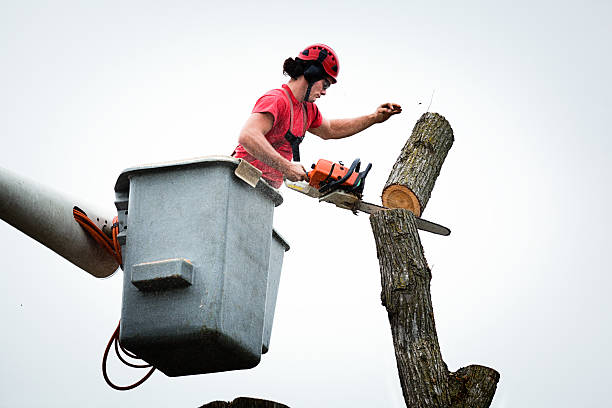 Reliable Fairfield University, CT Tree Care Solutions